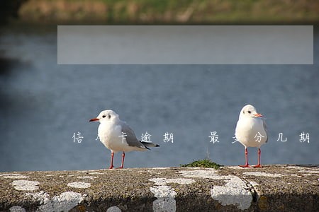 信用卡逾期 最多分几期 信用卡逾期 最多分几期